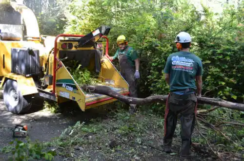 tree services Grayslake